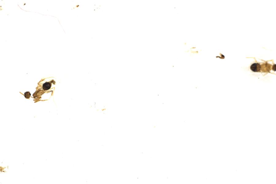 Image 93